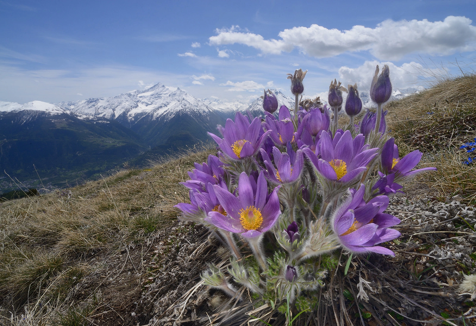 Photo Maurizio Broglio - Pulsatilla halleri